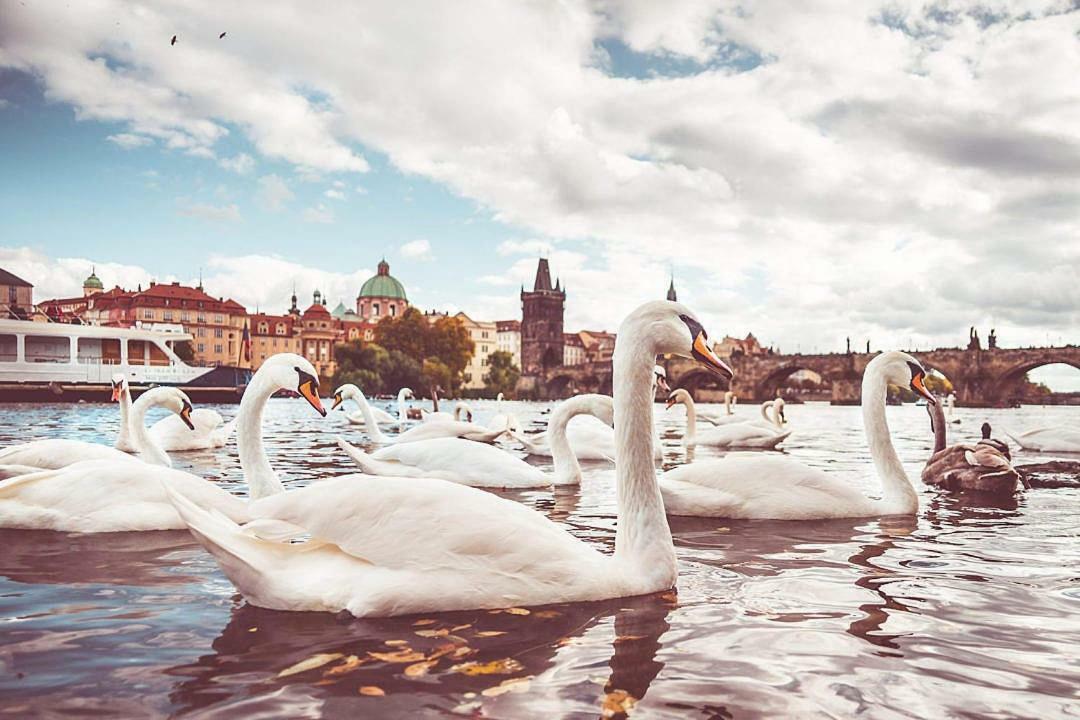 Quiet Apartment With Balcony Charles Bridge Praag Buitenkant foto